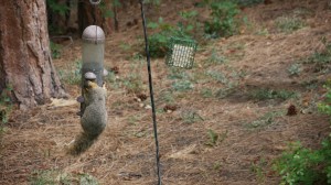 SquirrelLookingfor NutinBirdFeeder